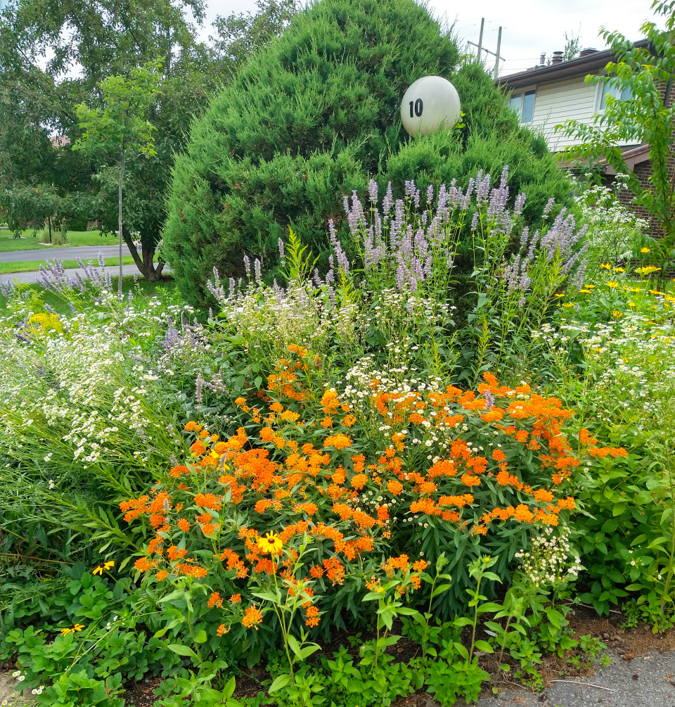 Native Ontario wildflowers and plants in a natural setting, showcasing diverse species with various colors and growth forms. The lush vegetation demonstrates the beauty of local flora that can be found in the catalogue.