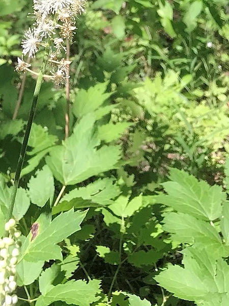 Image of Actaea racemosa