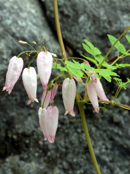 Image of Adlumia fungosa