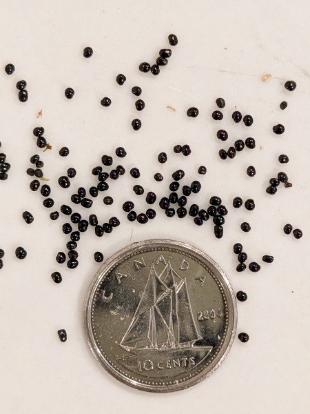 Image of Adlumia fungosa