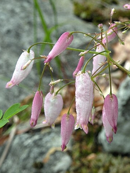 Image of Adlumia fungosa