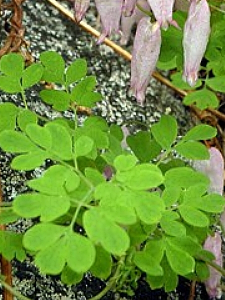 Image of Adlumia fungosa