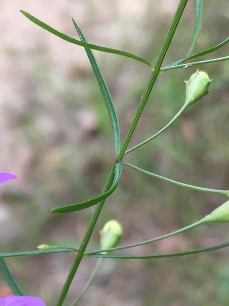 Image of Agalinis tenuifolia