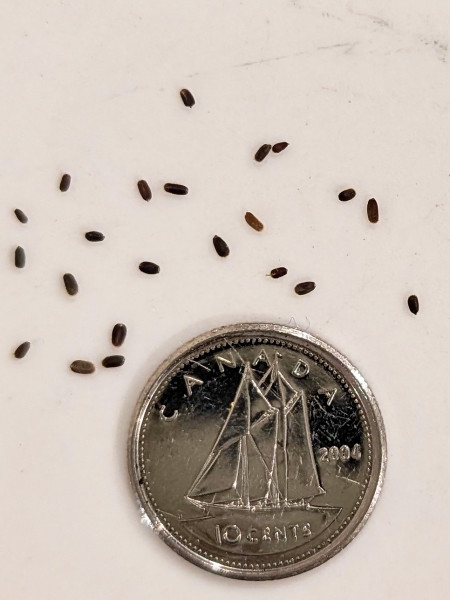 Image of Agastache foeniculum