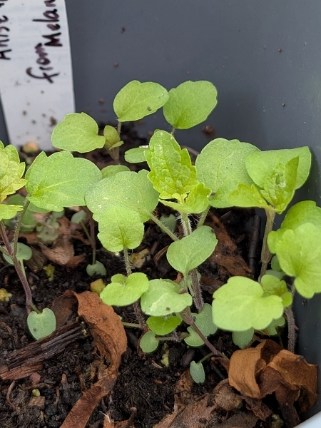 Image of Agastache foeniculum