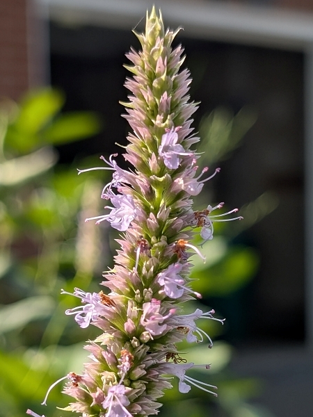 Image of Agastache foeniculum