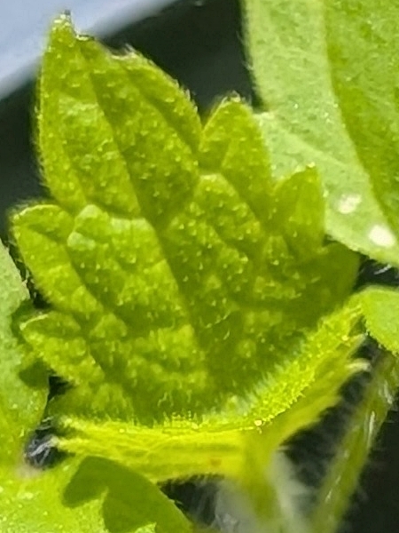 Image of Agastache foeniculum
