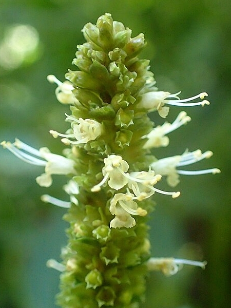 Image of Agastache nepetoides