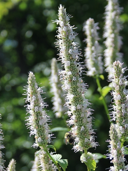 Image of Agastache scrophulariifolia