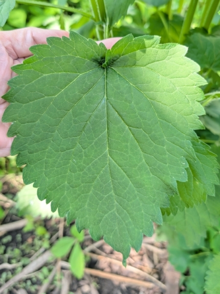 Image of Agastache scrophulariifolia