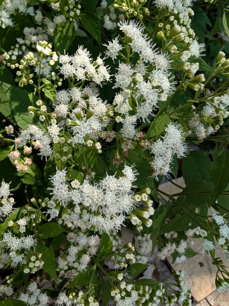 image for Ageratina altissima