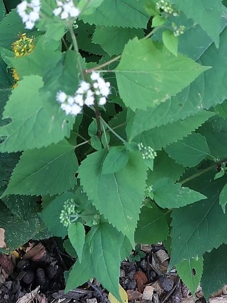 Image of Ageratina altissima