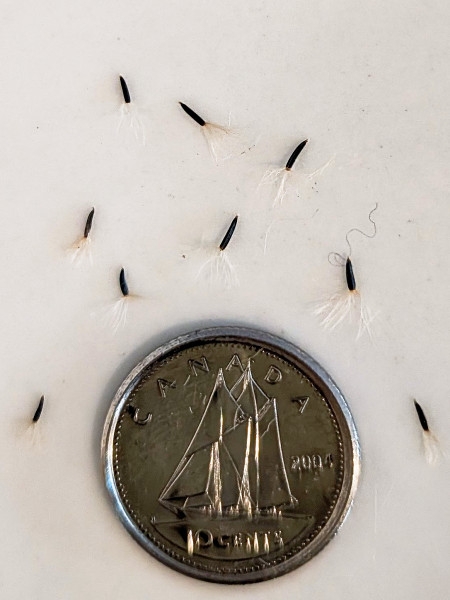 Image of Ageratina altissima