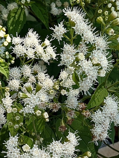 Image of Ageratina altissima