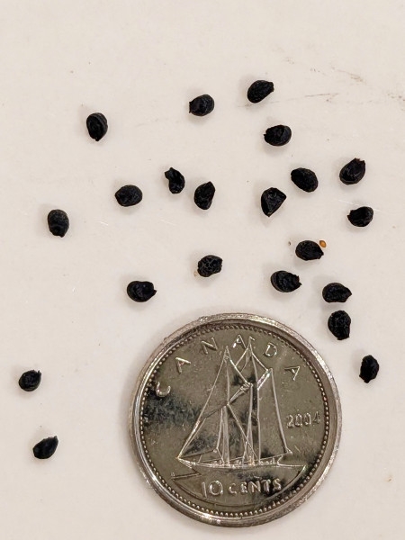 Image of Allium cernuum