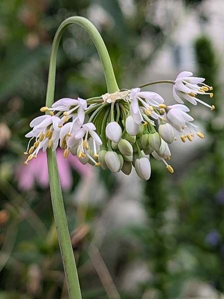 Image of Allium cernuum