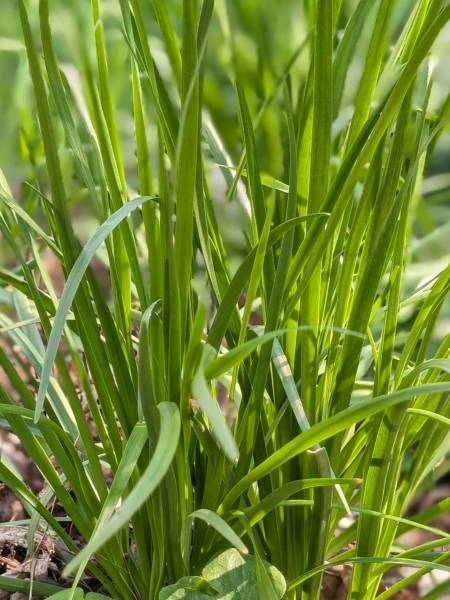 Image of Allium cernuum