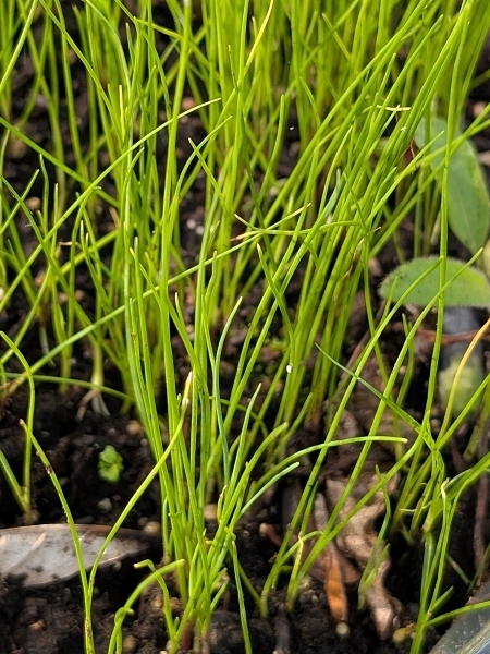 Image of Allium cernuum