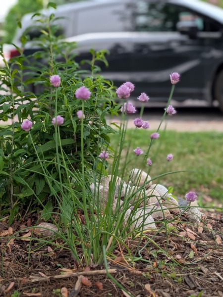 image for Allium schoenoprasum