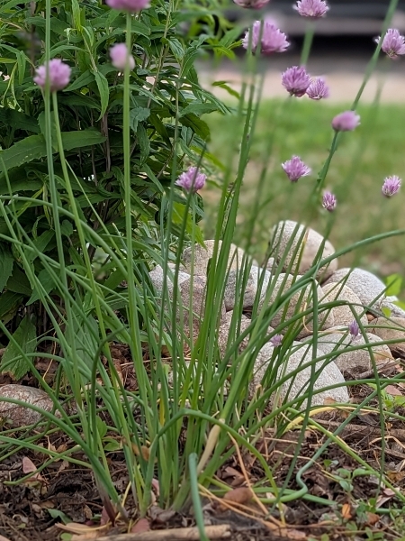 Image of Allium schoenoprasum