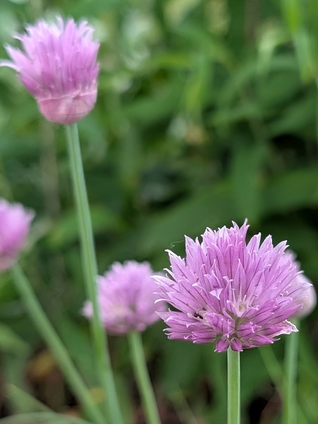 Image of Allium schoenoprasum