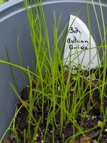 Image of Allium stellatum