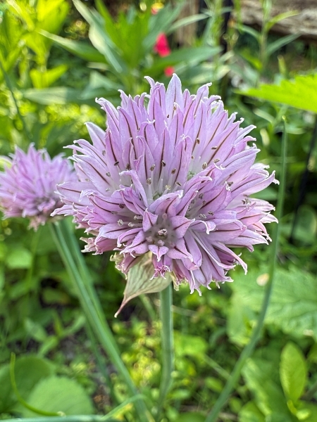Image of Allium stellatum