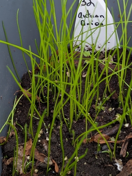 Image of Allium stellatum