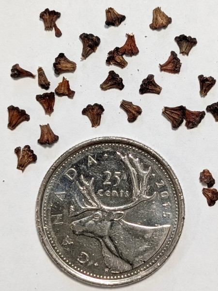 Image of Alnus incana