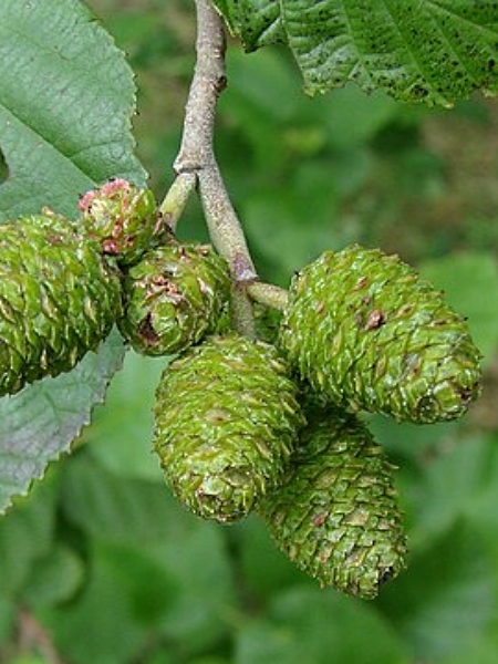 Image of Alnus incana