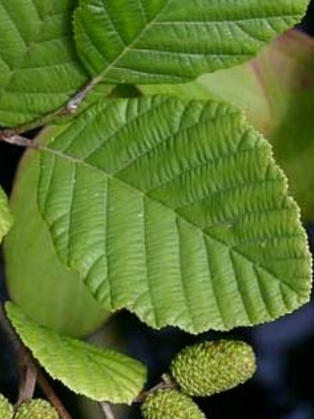 Image of Alnus incana