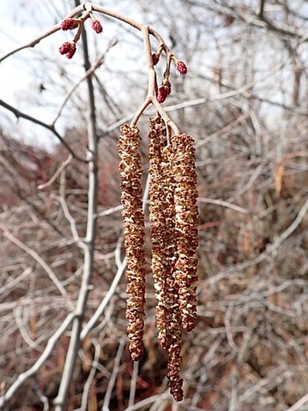 Image of Alnus incana
