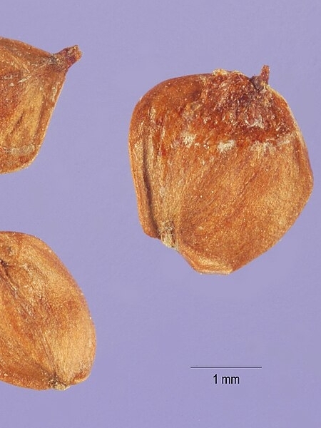 Image of Alnus incana subsp. rugosa