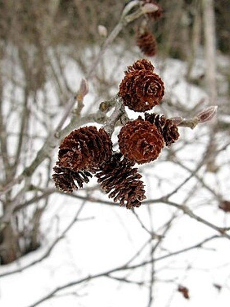 Image of Alnus incana subsp. rugosa
