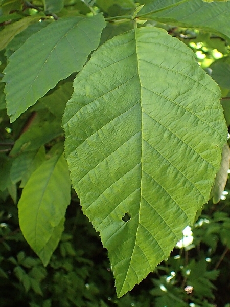 Image of Alnus incana subsp. rugosa