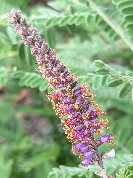 Image of Amorpha canescens