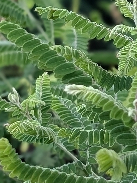 Image of Amorpha canescens