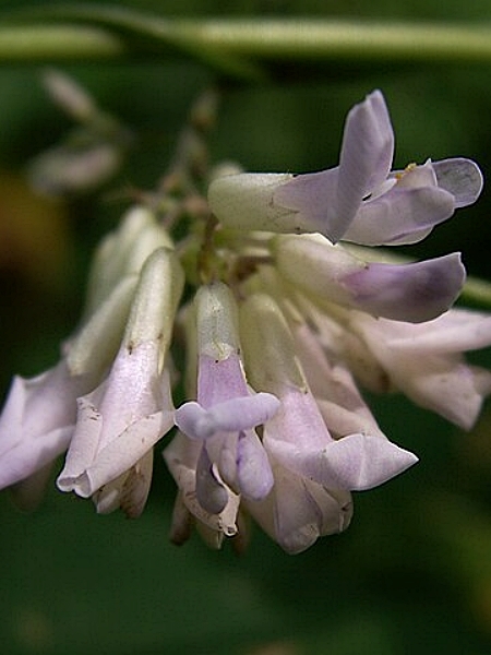Image of Amphicarpaea bracteata