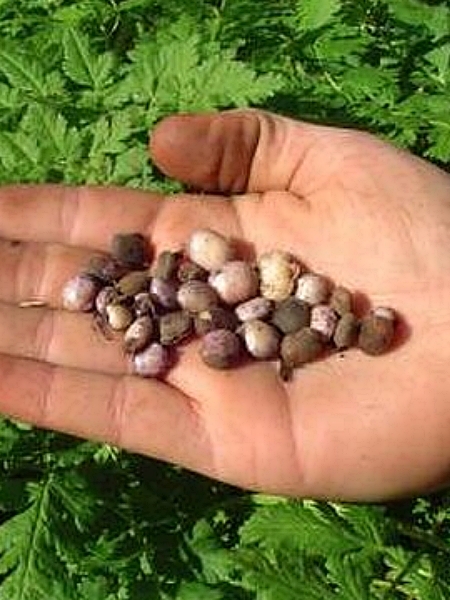 Image of Amphicarpaea bracteata