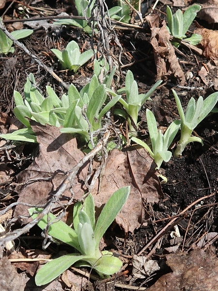 Image of Anaphalis margaritacea