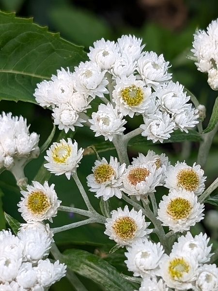 Image of Anaphalis margaritacea