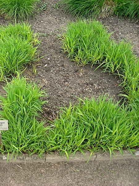 Image of Andropogon gerardi