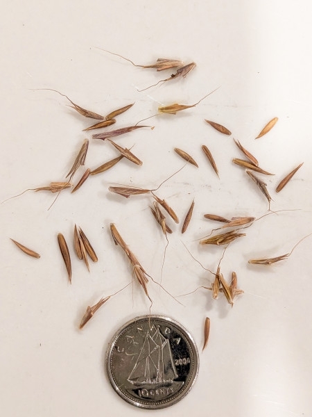 Image of Andropogon gerardi