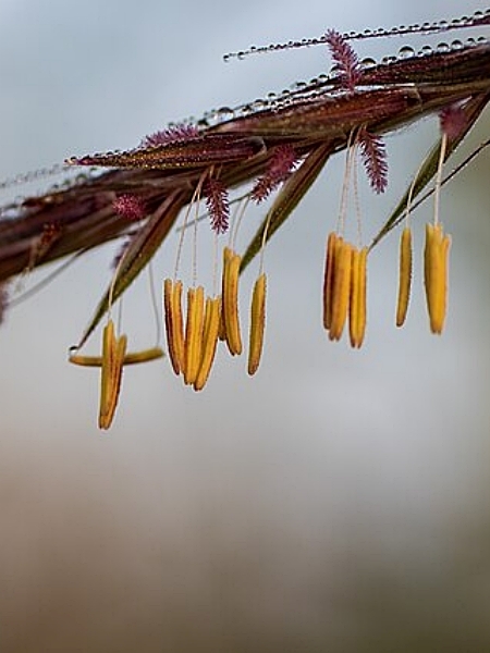 Image of Andropogon gerardi