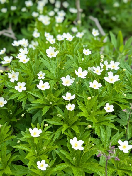 image for Anemonastrum canadense