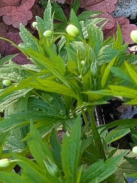 Image of Anemonastrum canadense