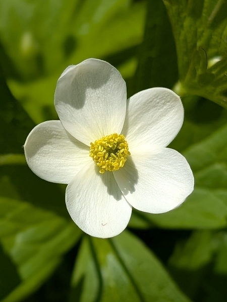Image of Anemonastrum canadense