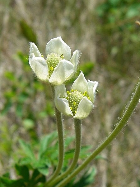Image of Anemone cylindrica