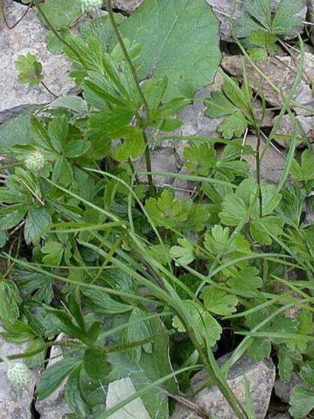 Image of Anemone parviflora