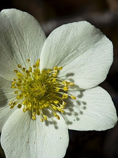 Image of Anemone parviflora